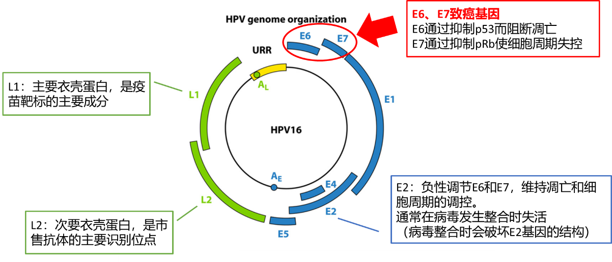 hpv-e6-e7-mrna-e6-e7-dna