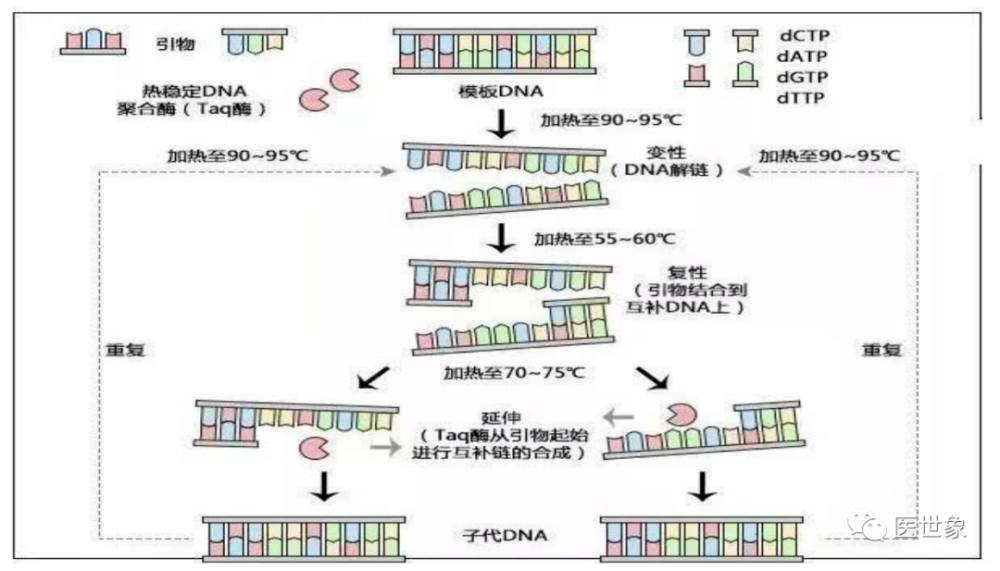 普通 PCR 原理图.png