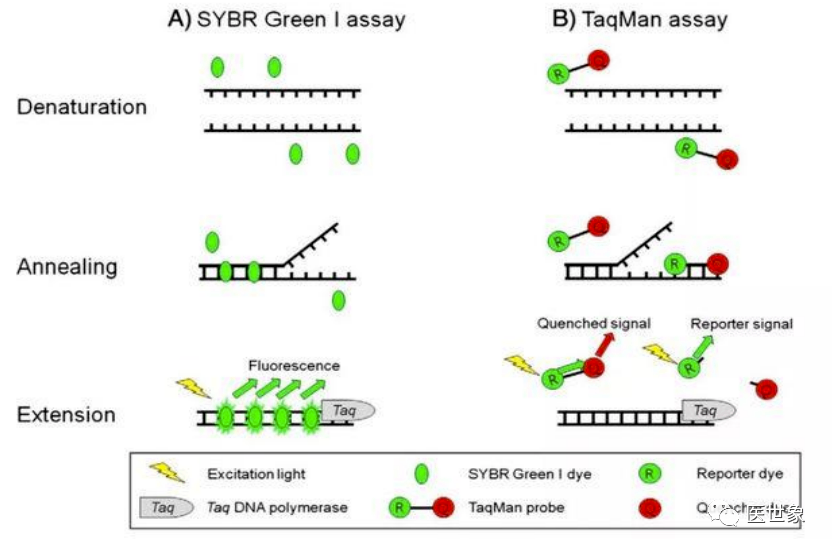 实时荧光定量 PCR 原理图