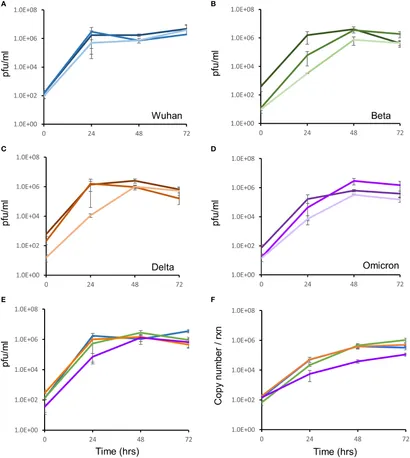 Figure 2 Growth kinetic assessment of the four SARS-CoV-2 variants. Vero E6 cells seeded at 1 x 105 cells/ml were infected after 24 hrs with three different isolates of the Wuhan strain (A), Beta variant (B), Delta variant (C) and the Omicron variant (D). The 3 individual isolates for each variant in panels (A–D) are represented as the darkest to lightest colour shade (Blue for Wuhan; Green for Beta; Orange for Delta and Purple for Omicron). Growth of the virus was monitored over 72 hours by TCID assays. (E) Growth comparison, shown as an average of three biological repeats, of the four SARS-CoV-2 strains showed no difference in replication fitness. (F) Growth was also monitored by quantitation of viral copy number per reaction, using qRT-PCR targeted to the E-gene, at the same timepoints. Strains are coloured according to shades used in panel (E). Gene expression is an average of three biological repeats and error bars represent the standard error of the mean.